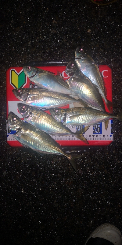 アジング練習　281 ABU スローテーパ…