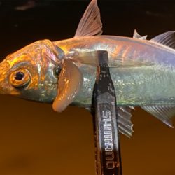 ベタ凪からの強風アジング