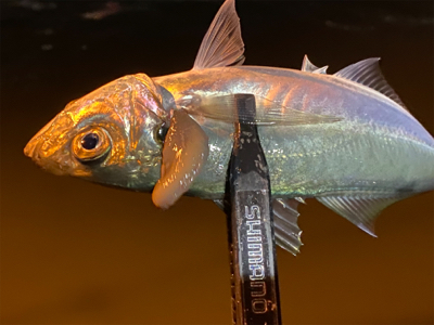 ベタ凪からの強風アジング