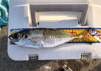 大きさは十分だけど