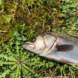 日の出直前にシーバス