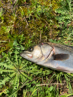 日の出直前にシーバス