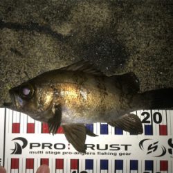 渋い中の一匹！