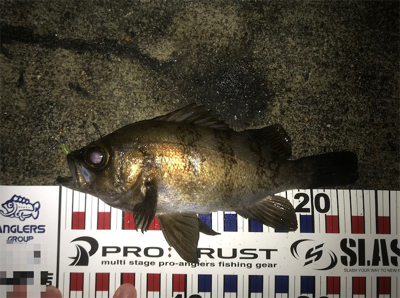 渋い中の一匹！