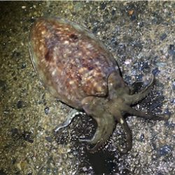 コウイカ 釣行