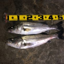 バチ抜けシーバス