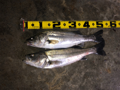 バチ抜けシーバス