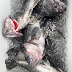 今シーズン最初のオフショア