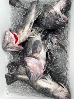 今シーズン最初のオフショア