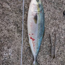 強風だったけど