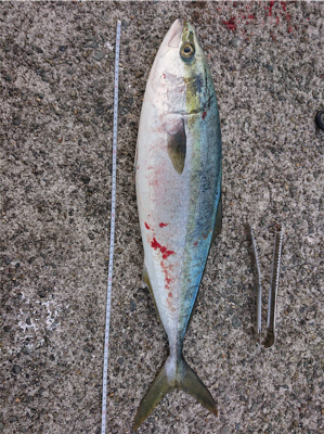 強風だったけど