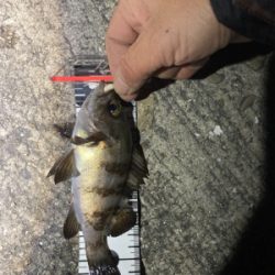 Fシステム最高！