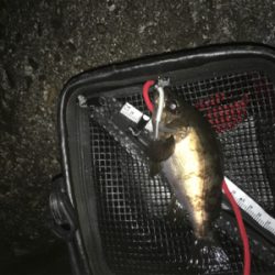 春告魚ゲット❗️