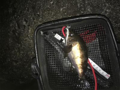 春告魚ゲット❗️…