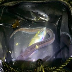 アジング、メバリングからアナゴ