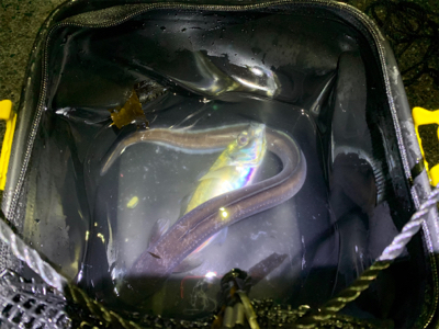 アジング、メバリングからアナゴ