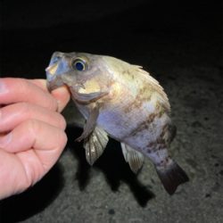 明石でメバリング