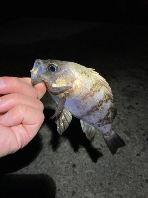 明石でメバリング