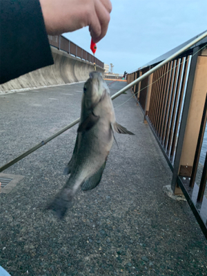 まさかのブラクリで！