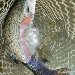 エリアトラウト