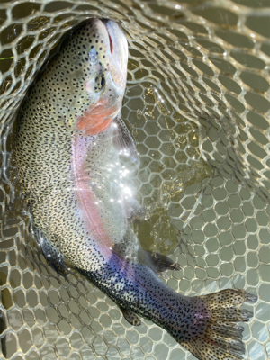 エリアトラウト