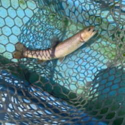 栃木市総合運動公園フィッシングフィールド