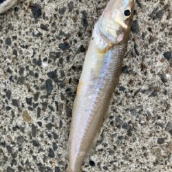 ゆったり休日の堤防キス釣り！！