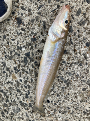 ゆったり休日の堤防キス釣り！！