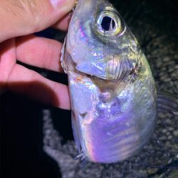 メタルジグでアジング解禁！