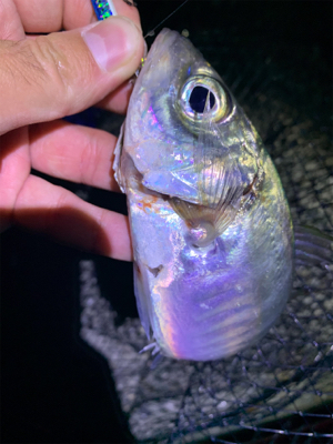 メタルジグでアジング解禁！