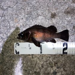 メバル好調です