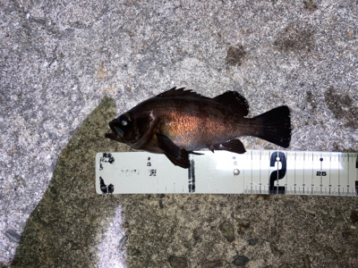 メバル好調です