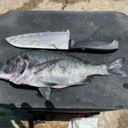 乗っこみ？チヌ