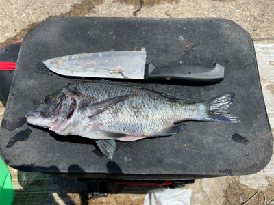 乗っこみ？チヌ