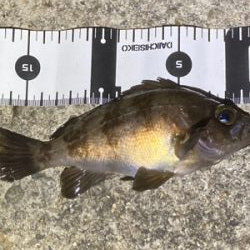 Fシステム+熟成アクアは餌釣り?