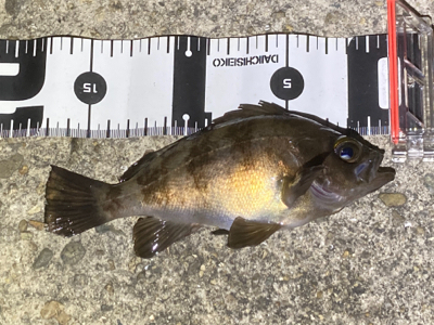 Fシステム＋熟成アクアは餌釣り？