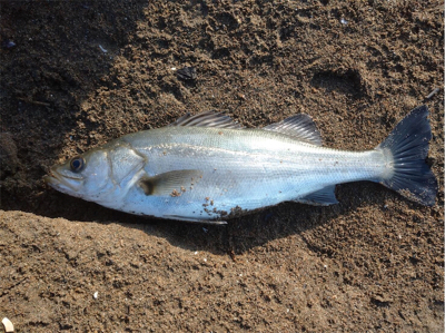 胃袋の中にベイトが40匹以上！