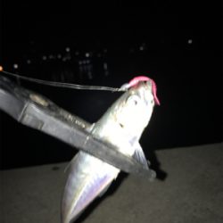 久しぶりのアジング(^｡^)