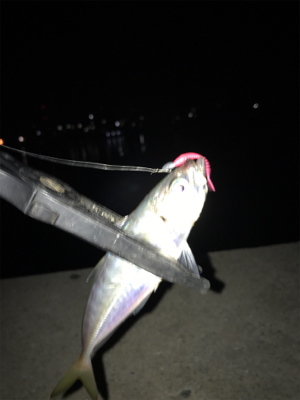 久しぶりのアジング(^｡^)