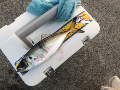 今日も仕事ですが…