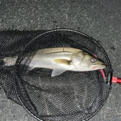 春のシーバスシーズン到来