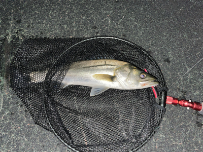 春のシーバスシーズン到来