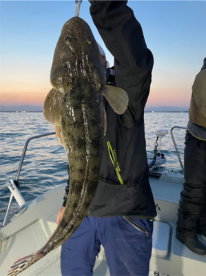 マゴチ　シーバス