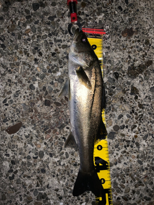 バチシー厳しめ