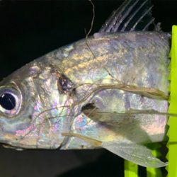 釣れると焦ります。