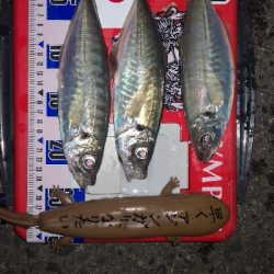 アジング練習　283　21アルテグラC2000S