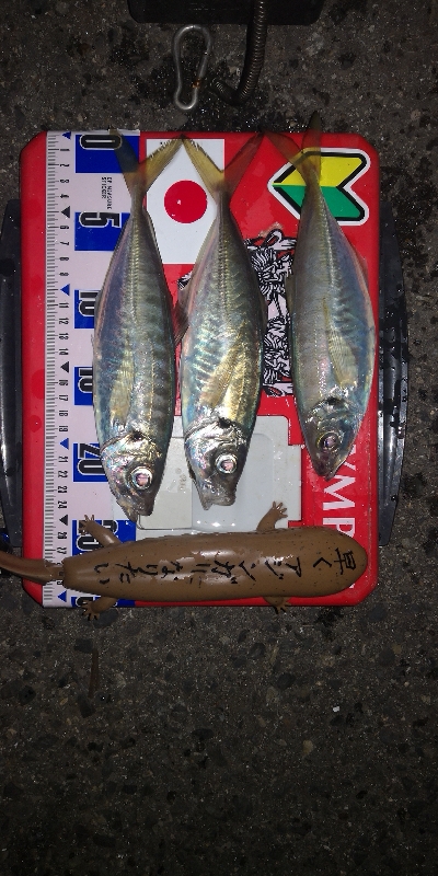 アジング練習　283　21アルテグラC20…