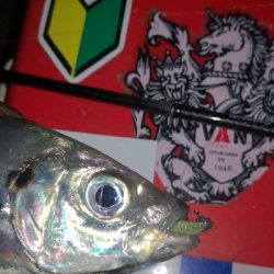 アジング練習　284　