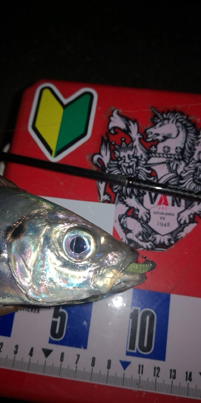 アジング練習　284　