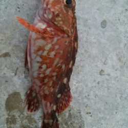 小カサゴ2匹、アナハゼ1匹